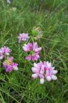 Coronilla varia
