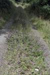 Origanum vulgare