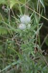 Cirsium eriophorum