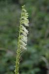 Digitalis lutea