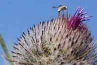 Cirsium eriophorum
