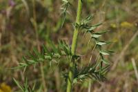 Cirsium eriophorum