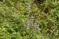 Mentha pulegium