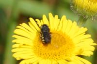 Pulicaria dysenterica