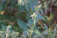 Galeopsis tetrahit