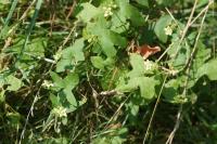 Bryonia dioica