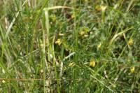 Melampyrum pratense