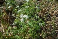 Aethusa cynapium