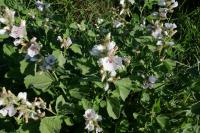 Althaea officinalis