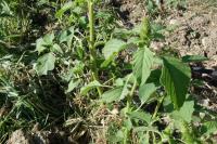 Amaranthus retroflexus