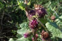 Arctium minus