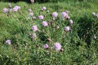 Cirsium arvense