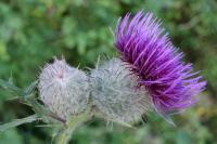 Cirsium eriophorum