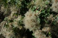 Clematis vitalba