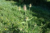 Dipsacus fullonum