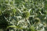 Eryngium campestre