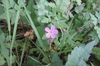 Geranium robertianum