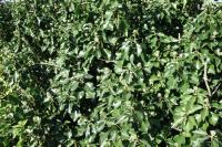 Hedera helix