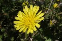 Helminthotheca echioides
