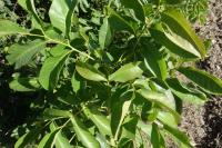 Juglans regia