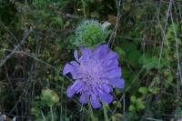 Knautia arvensis