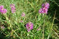 Lythrum salicaria