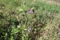 Medicago sativa