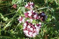 Origanum vulgare