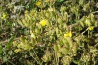 Pastinaca sativa
