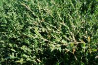 Polygonum aviculare