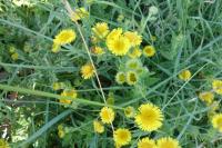 Pulicaria dysenterica
