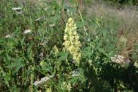 Reseda lutea