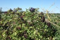 Sambucus nigra