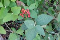 Viburnum lantana