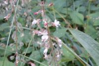 Circaea lutetiana