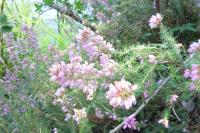 Erica cinerea