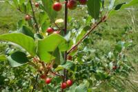 Frangula alnus