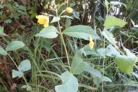 Lysimachia vulgaris