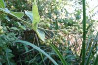Lysimachia vulgaris