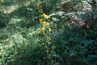 Solidago virgaurea