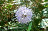 Succisa pratensis