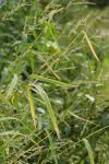 Echinochloa crus-galli