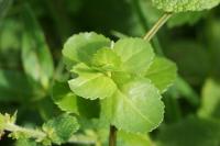 Veronica beccabunga