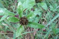 Bidens tripartita