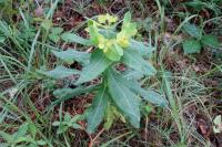 Euphorbia hyberna