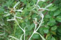 Gnaphalium uliginosum