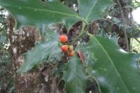 Ilex aquifolium