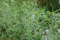 Lythrum hyssopifolia