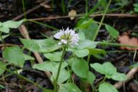 Mentha aquatica