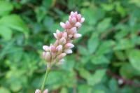 Persicaria maculosa